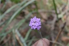 Lantana wightiana